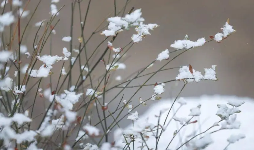【桃源馨声】初雪‖作者:桃源主人‖主播:芳草青青【总1053期】（图7）