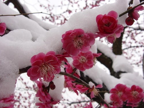 【原创】姚朝文老师//《雪梅香》冬韵感怀（图3）