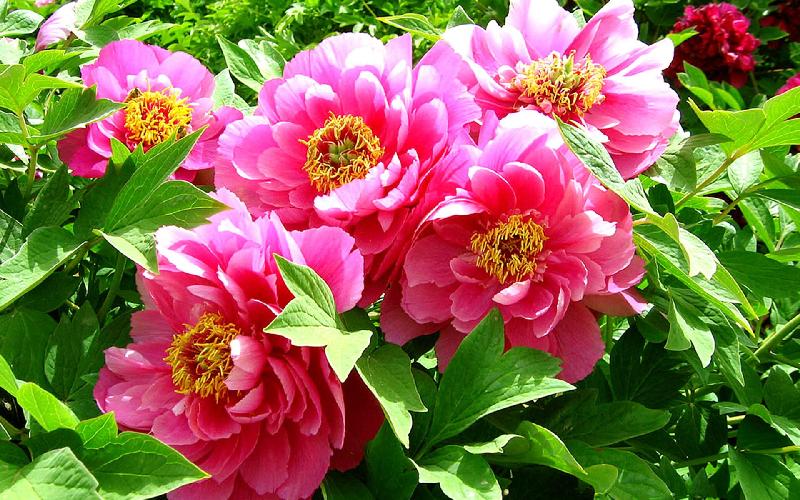 《花之语》作者/裴新政 主播/边城 编辑/胡琴(图8)
