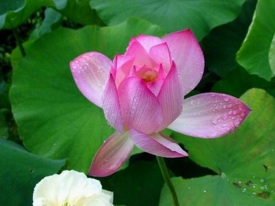《花之语》作者/裴新政 主播/边城 编辑/胡琴(图10)