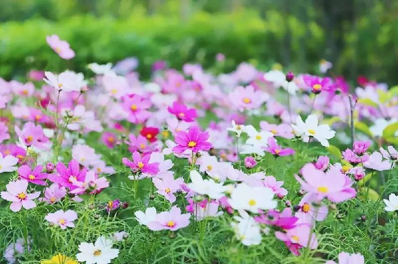 《花之语》作者/裴新政 主播/边城 编辑/胡琴(图30)