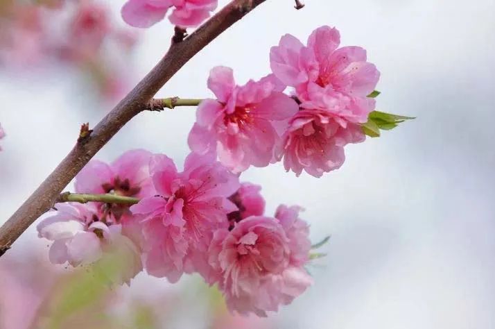《花之语》作者/裴新政 主播/边城 编辑/胡琴(图21)