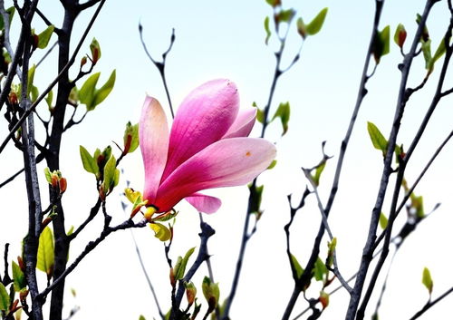 《花之语》作者/裴新政 主播/边城 编辑/胡琴(图20)