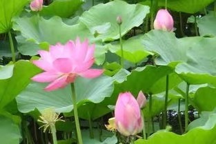 《心莲》作者/诗梦龄 主播/馨园小主 编辑/胡琴(图4)