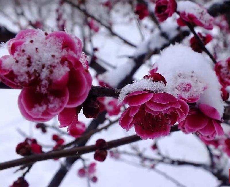 《腊梅飞雪爱传奇》作者/王金桩 主播/北秋 编辑/胡琴