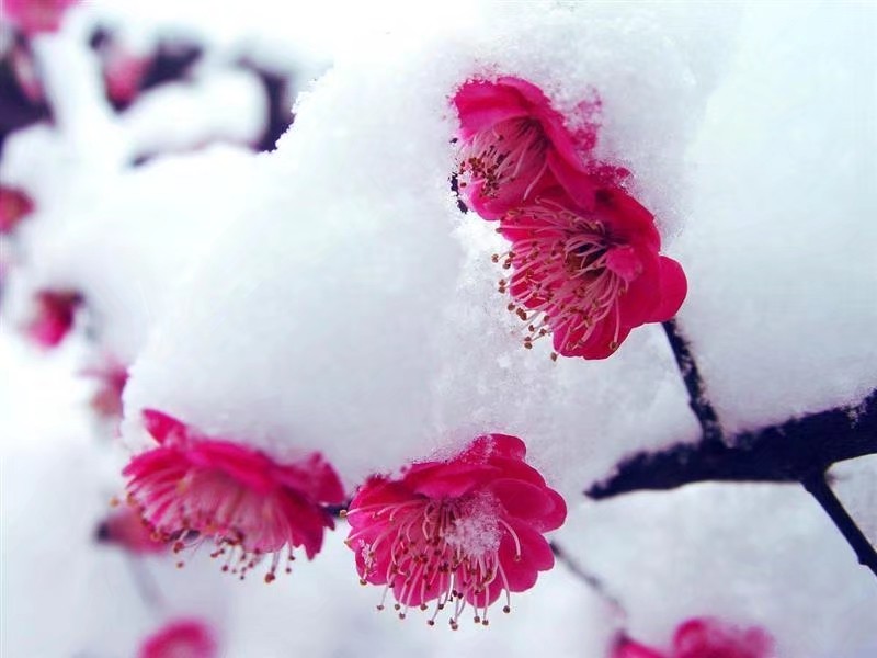 《腊梅飞雪爱传奇》作者/王金桩 主播/北秋 编辑/胡琴（图2）