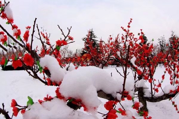 《腊梅飞雪爱传奇》作者/王金桩 主播/北秋 编辑/胡琴（图4）
