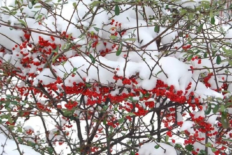 《腊梅飞雪爱传奇》作者/王金桩 主播/北秋 编辑/胡琴（图5）