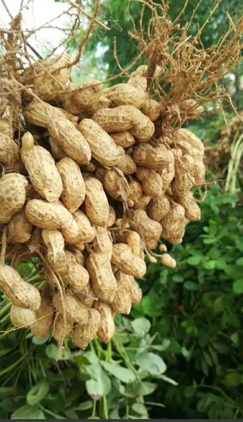 界牌花生香沁肺 文/王瑞堂/江苏滨海/南京头条（图4）