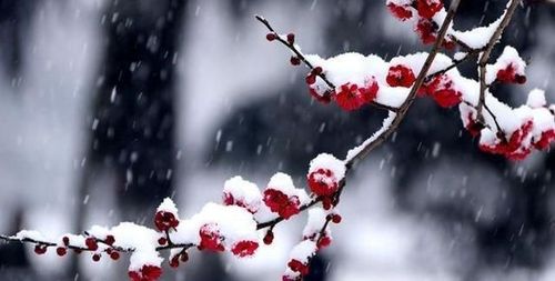 【新诗大观】飘飞的雪||文/最美的时光