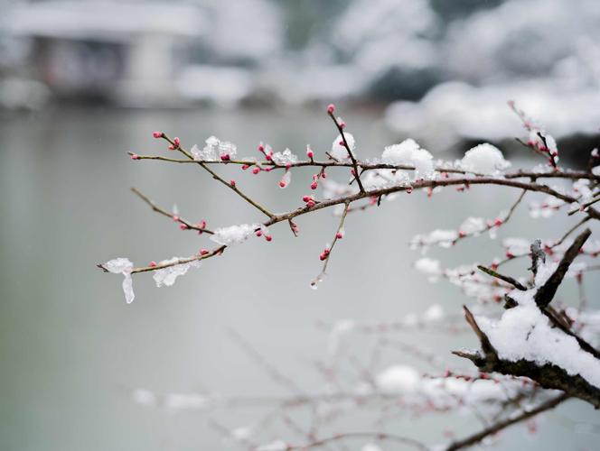 【新诗大观】飘飞的雪||文/最美的时光(图4)