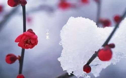 〔七律〕 咏 四 君 子 作者 唐風(纽约)【冰心文化传媒】(图8)