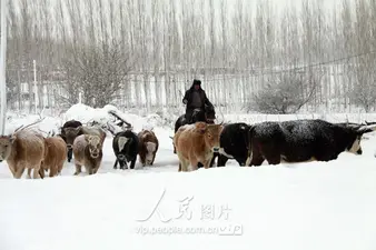 王宏飞：格律诗十一首 请欣赏（图4）