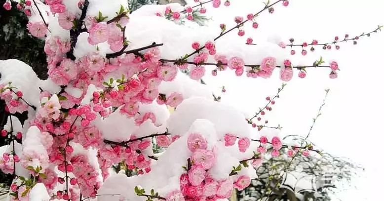 《花之语(二)》作者/裴新政 主播/山谷幽兰 编辑/胡琴(图13)