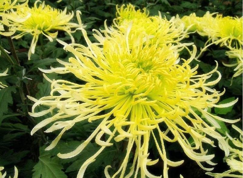 《花之语(二)》作者/裴新政 主播/山谷幽兰 编辑/胡琴(图22)