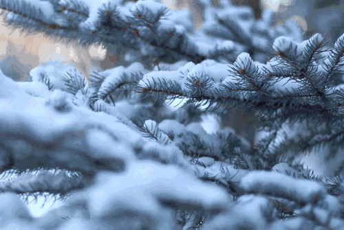 瑞雪迎春 *大年放歌 (诗词二十首) 张松林(黑龙江)【冰心文化传媒】(图18)