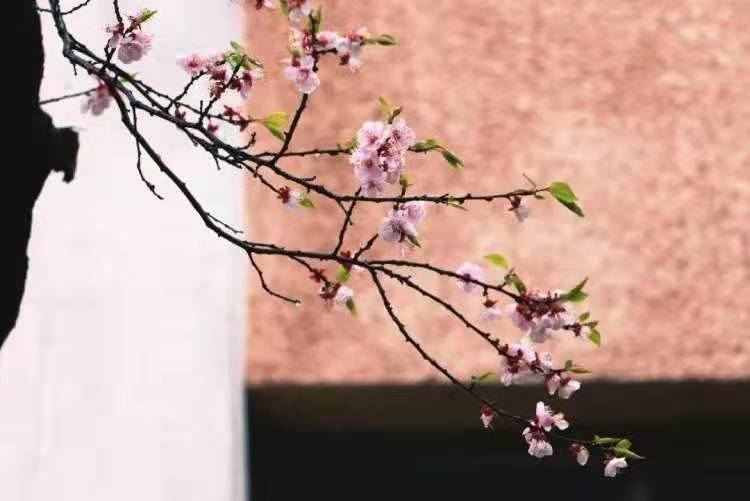 朗诵诗：辞旧贺新（微诗一组） 作者、主播/沉默 请欣赏（图3）