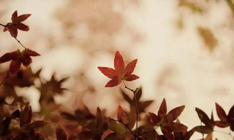 《滋养灵魂 》作者:张忠阳;金牌主播:瑞雪;编辑:宋梅【中国长江文学社】有声文学平台第3241期(图4)