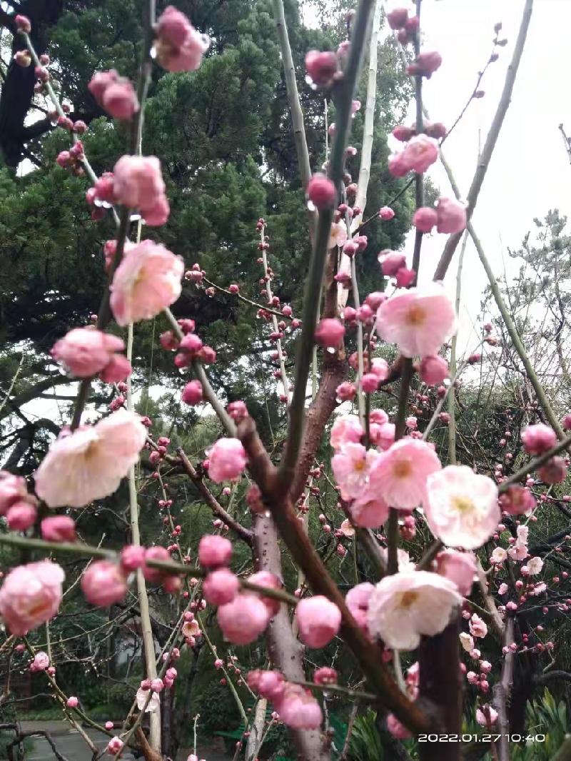 沈学印：梅园，花开春早【泸上冬春游033】请欣赏（图3）