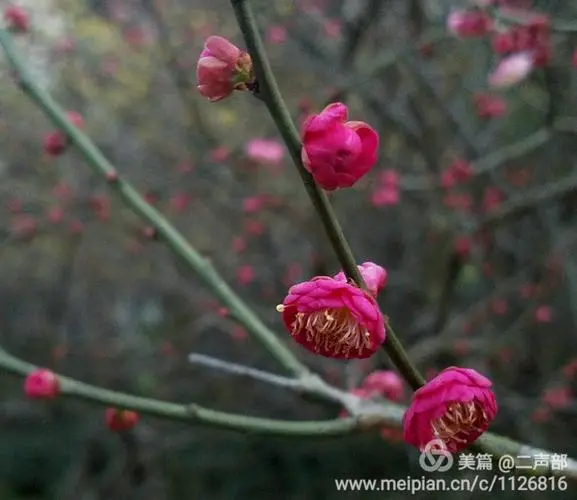 咏 梅Ⅱ文/赵京江，图/网络