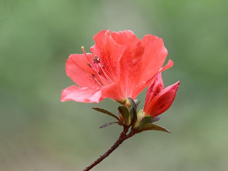 【新诗大观】杜鹃花开你却没来||文/最美的时光(图3)