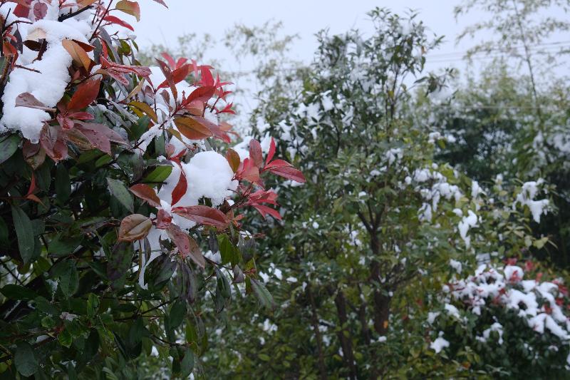 雪之恋（图2）