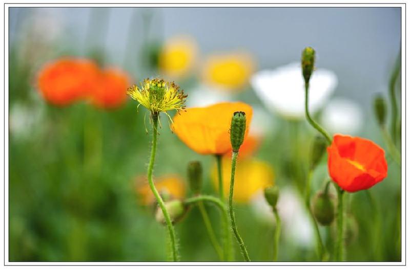 【纪实散文】春节，回大荔过年：文／樊春亮（陕西韩城）（图13）