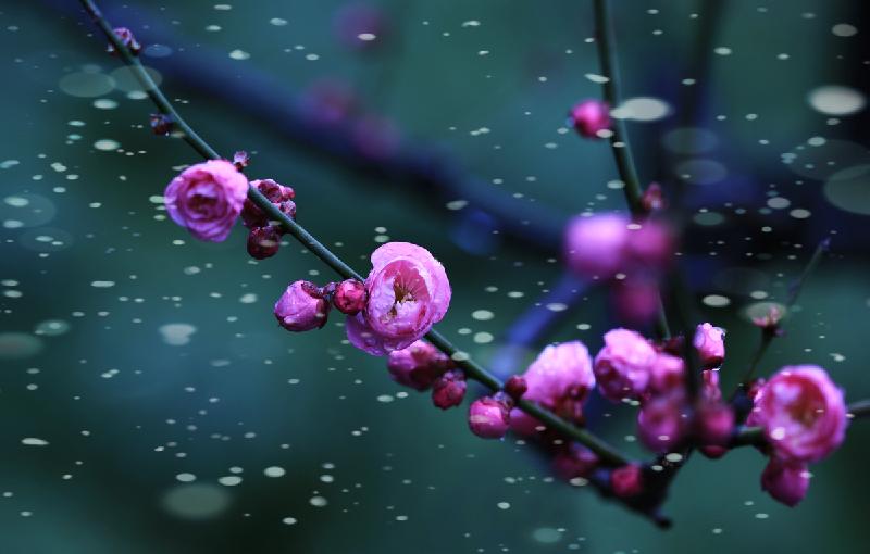 肖永传先生《贺新郎 • 春节吟》｜少说多做女士深情主播｜韵芘胡桂芹遐思｜桂林都市诗社571期（图7）