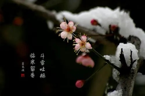【新诗大观】心安是归处||文/花惜柔（图2）