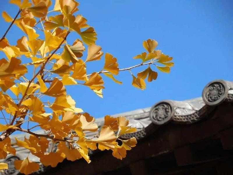 【新诗大观】心安是归处||文/花惜柔（图3）