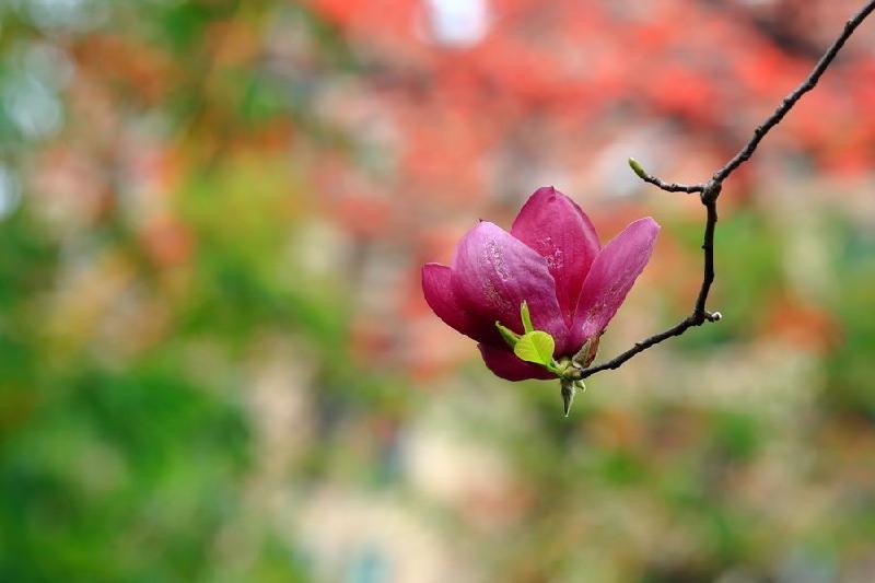 著名朗诵家康桥老师演绎自创作品：放声二月，拥抱春天｜海外头条（图4）
