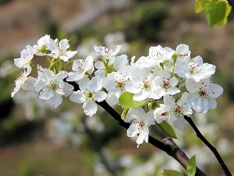 《梨花十题》作者:南子苏;金牌主播:贝文;编辑:宋梅【中国长江文学社】有声文学平台第3267期(图7)