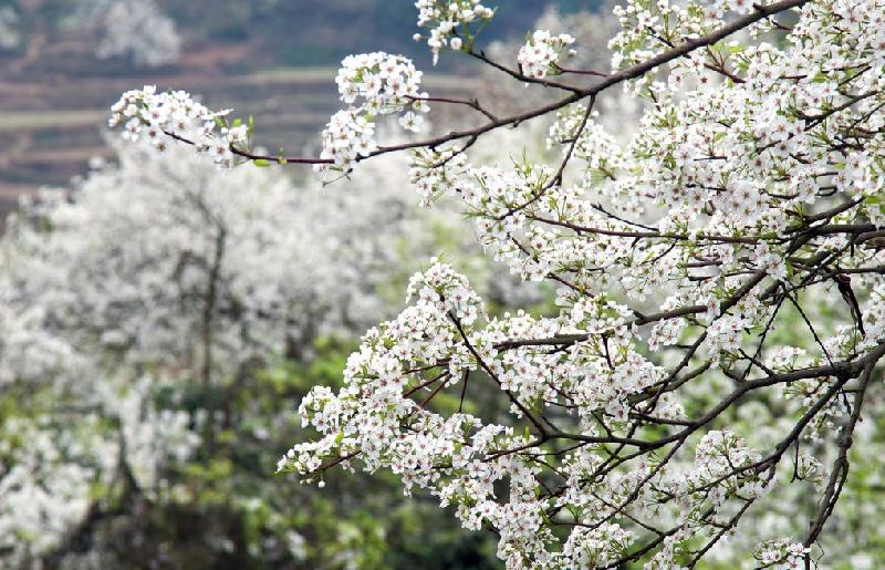 《梨花十题》作者:南子苏;金牌主播:贝文;编辑:宋梅【中国长江文学社】有声文学平台第3267期(图8)