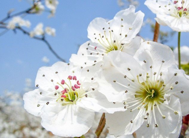 《梨花十题》作者:南子苏;金牌主播:贝文;编辑:宋梅【中国长江文学社】有声文学平台第3267期(图12)