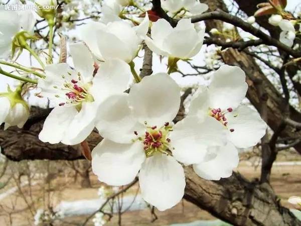 《梨花十题》作者:南子苏;金牌主播:贝文;编辑:宋梅【中国长江文学社】有声文学平台第3267期(图11)