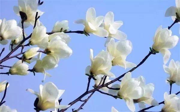 甘露老师诗歌欣赏,编辑:宋梅【中国长江文学社】有声文学平台第3275期(图9)