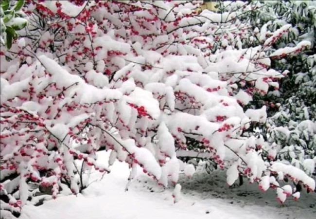 《梅雪迎春》作者/潘国良 主播/鼻祖 编辑/胡琴（图4）