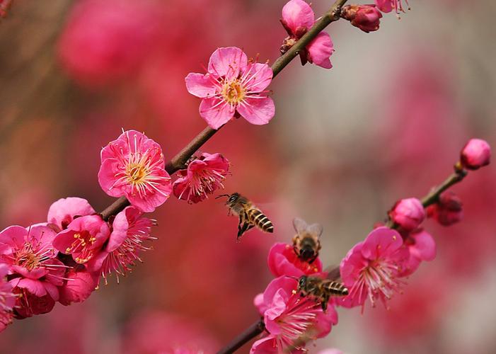 七律 迎春（通韵）王世泽（图2）