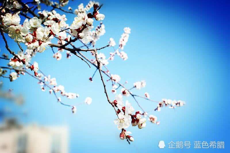 〔诗词小辑〕作者 王新华（河北）【冰心文化传媒】制作 冰心（图5）