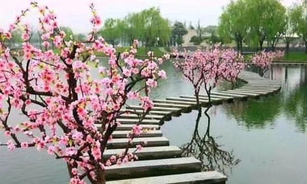 《春天的畅想》作者/雁过留声 主播/阿伞 编辑/胡琴（图4）