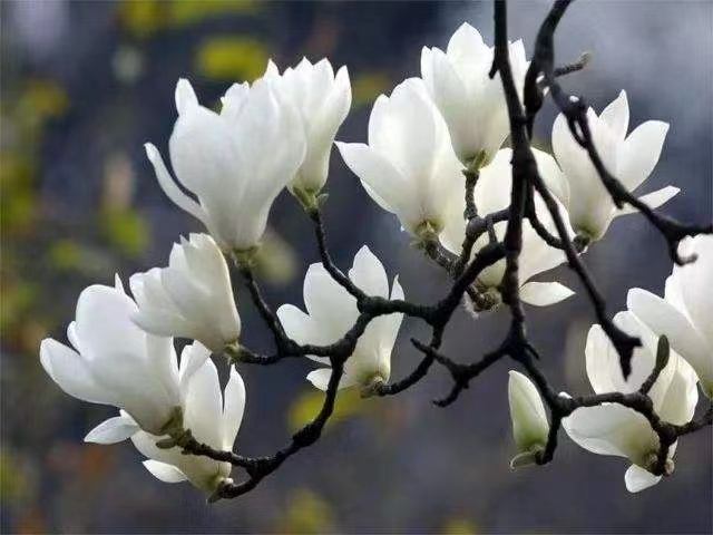 《上海作家-尘缘》诗选(图6)