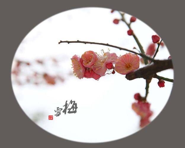 【新山东文学社】《雪花之恋（外一首）》作者/大浪淘沙 主播/笑笑（图3）