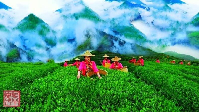 【九江文学社：北京头条】推荐欣赏《茶文化图文系列》作者/吴生泉（图7）