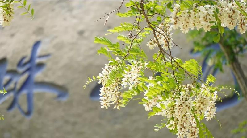 青岛聆泉诗社038期｜春赋雅吟百首【其一】（图9）
