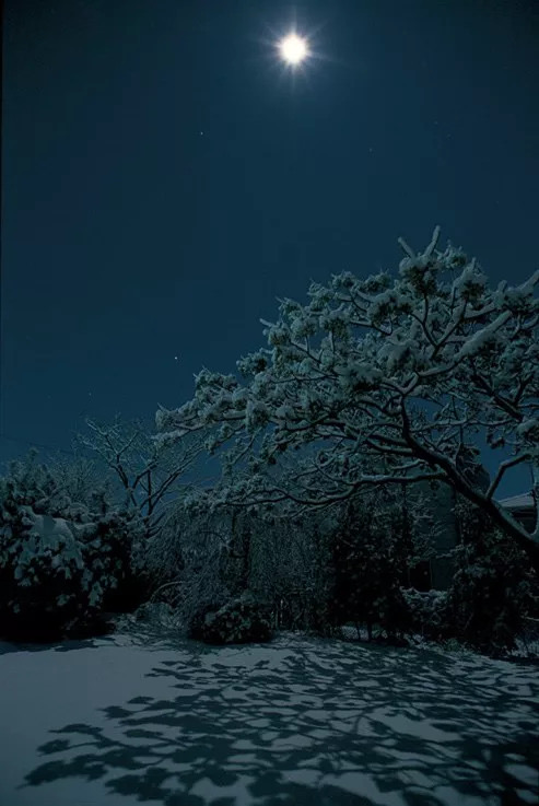 雪峰老师倾情演绎 梅兰竹 老师的精品佳作：月亮还是那个月亮｜海外头条（图2）