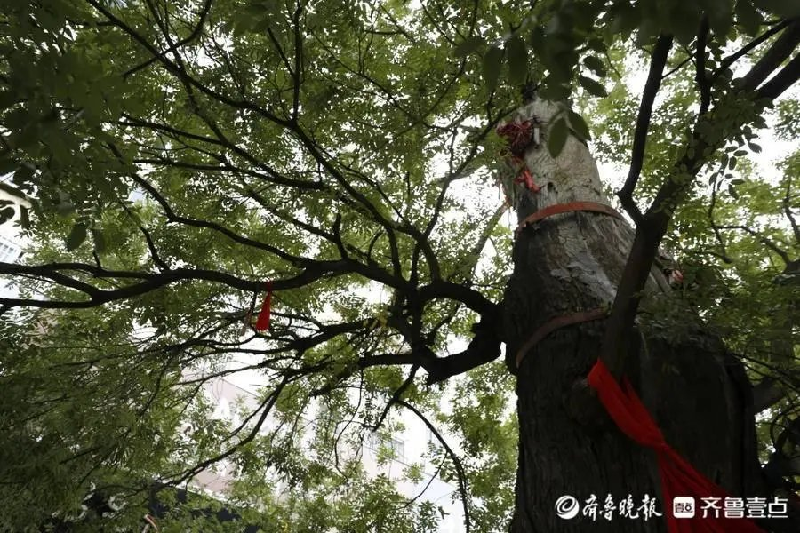 著名朗诵家康桥老师演绎自创作品：故乡啊故乡｜海外头条（图3）