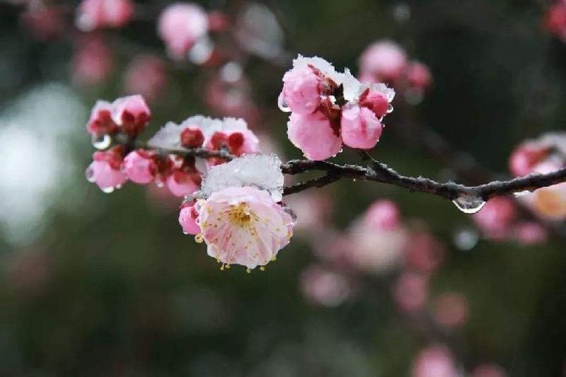 七绝四首(新韵)作者:王新华(河北)【冰心文化传媒】(图5)