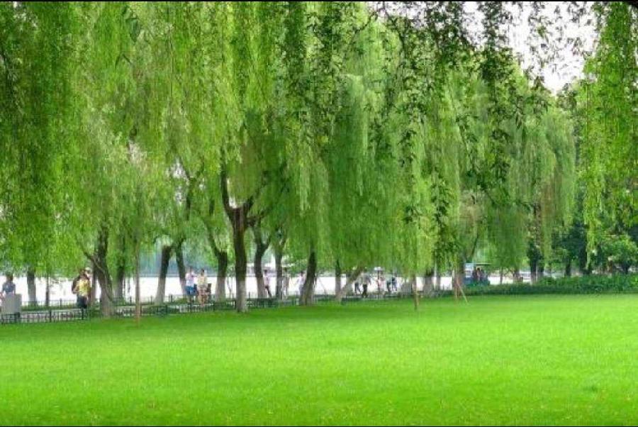 【新诗大观】春天的诗两首||文/姚勇（图4）