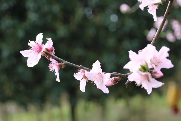 【新诗大观】春之约||文/邵峰||诵/文嘉