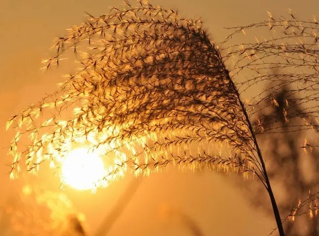 【当代文艺】《故乡的芦荡火种》作者:陈传荣(图3)